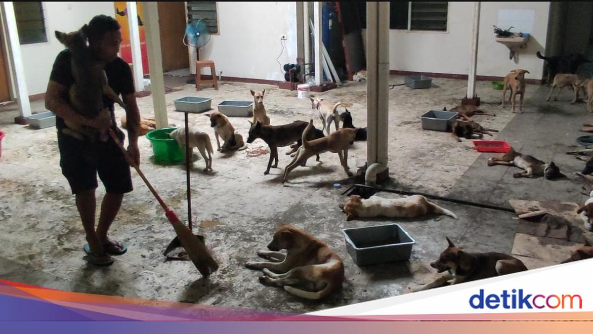 Ratusan Anjing yang Viral Terikat di Truk Ditemukan, 11 Ekor Mati