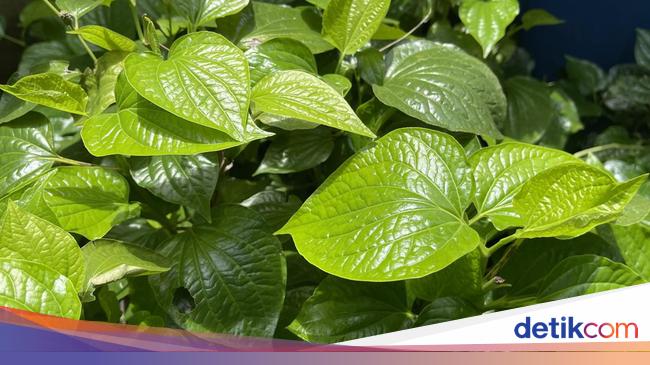 Khasiat Daun Sirih untuk Kesehatan Tubuh, Bantu Atasi Sederet Kondisi Ini