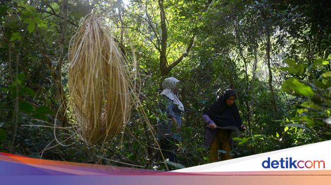 Investasi di Sektor Kehutanan Masih Minim, Ini Datanya