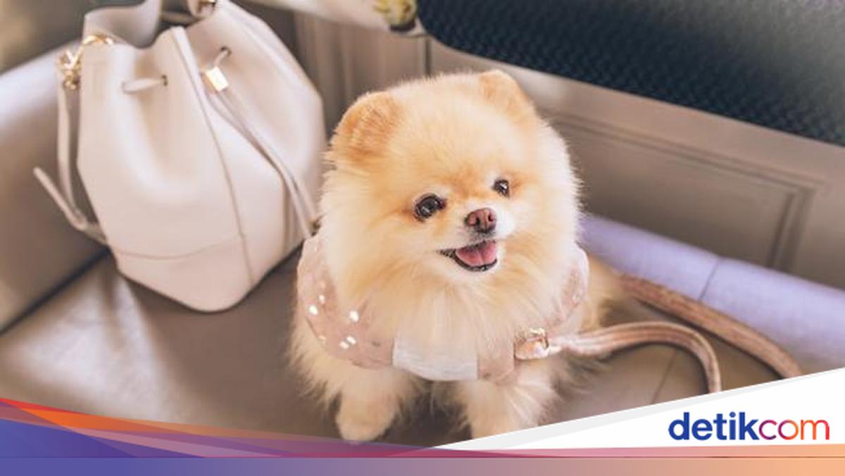 Kejiwaan Pria di Jakut Diperiksa Buntut Diduga Lecehkan Anjing Pom