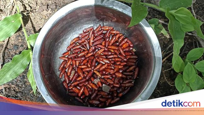 Ulat Jati Goreng, Kuliner Ekstrem Gunungkidul yang Lagi Musim