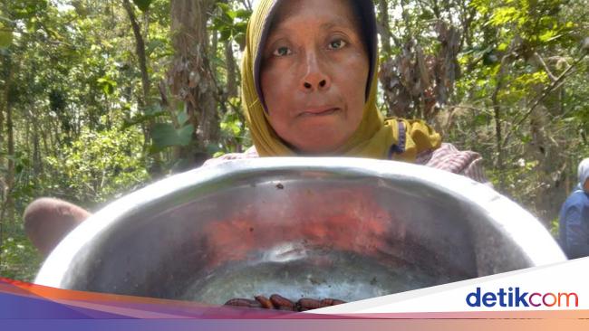 Sedang Musim Menyantap Ulat Jati, Apakah Halal Dikonsumsi Muslim?