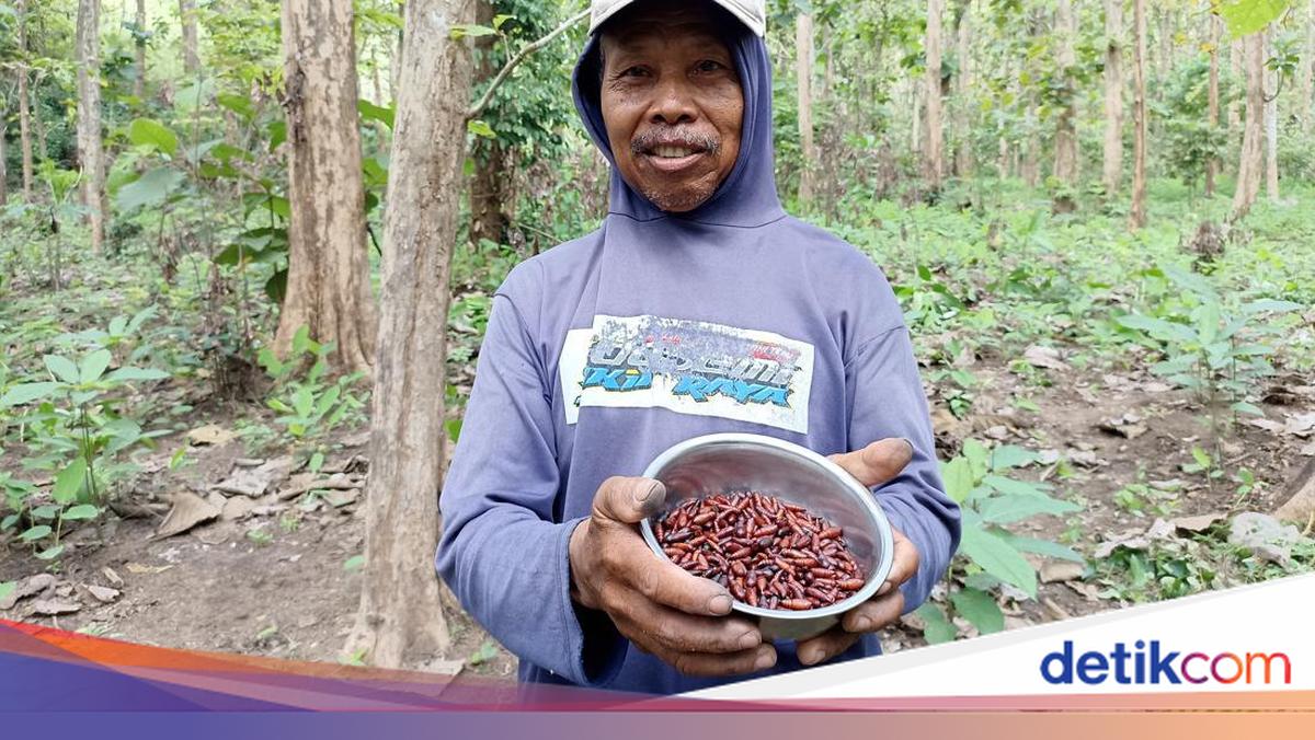 Antusiasme Warga Blitar Berburu Entung Ulat Jati Laku Rp 100 Ribu/Kg