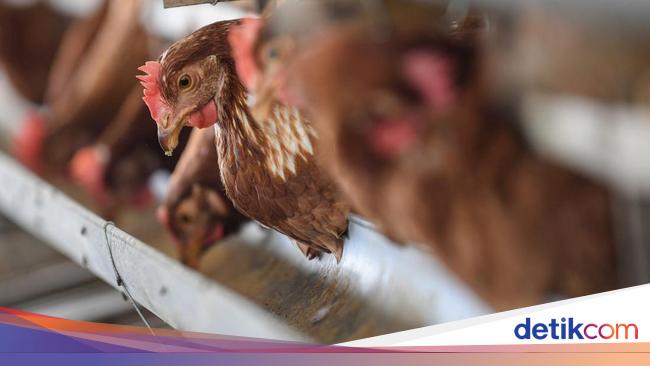 5 Biang Kerok Harga Ayam Anjlok