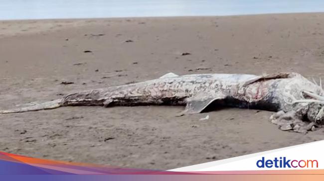 Mysterious Sea Creature Washes Up on New Brighton Beach, England: Basking Shark Found