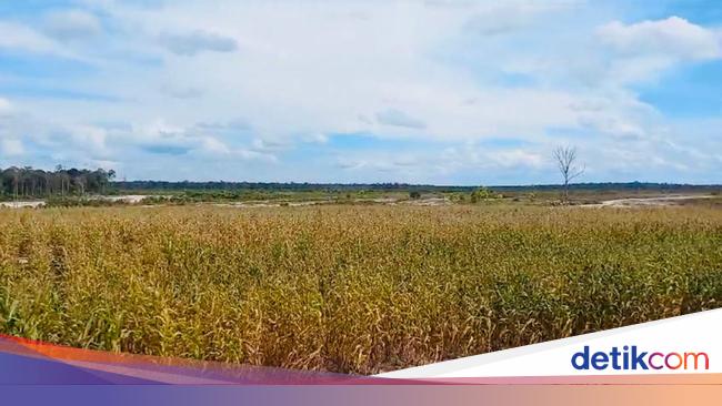 Pertanian di Provinsi Ini Bisa Jadi Jalan Keluar Masalah Pangan