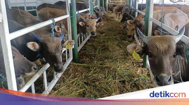 Api Sapi 550 Sapi NTT Dikirim ke Kalimantan Selatan untuk Penuhi Kebutuhan Daging