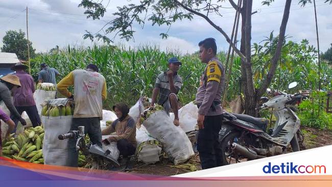Bripka Imam Kembangkan Bio Urine Sapi Dongkrak Hasil Tani di Tanah Laut