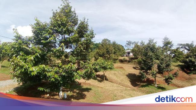 Serba-serbi Durian Lokal Tasikmalaya, Si Layung Jadi Andalan