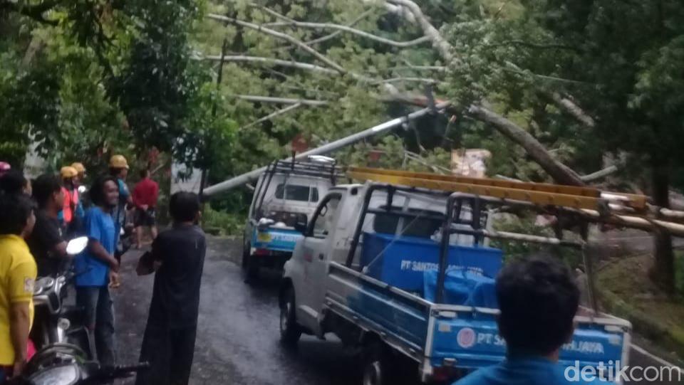 Pohon 'Raksasa' Tumbang Halangi Jalan Cirebon-Kuningan