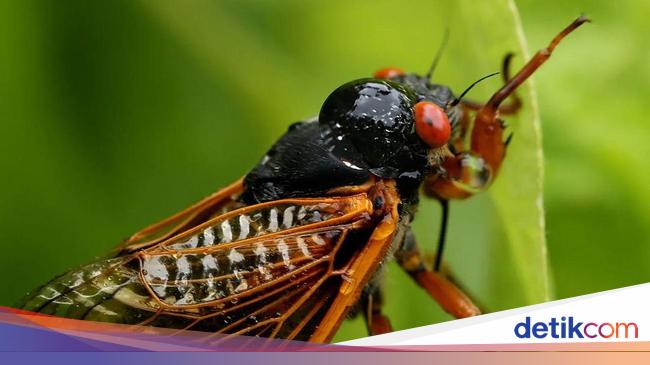 数兆羽のサンダーバードがアメリカに侵入、200年に一度の珍しい出来事