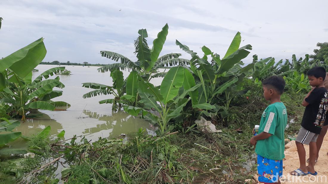 20 Titik Tanggul Sungai Wulan Di Undaan Kudus Kritis!