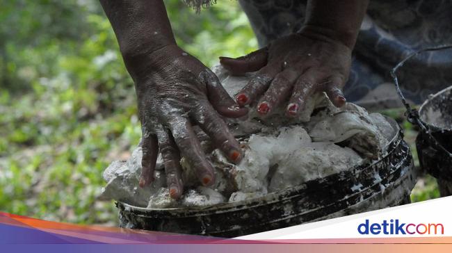 Ada Peremajaan Kebun, Petani Karet di Desa Ini Bisa Genjot Produksi