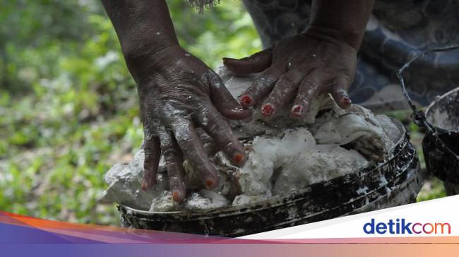 Ada Peremajaan Kebun, Petani Karet di Desa Ini Bisa Genjot Produksi