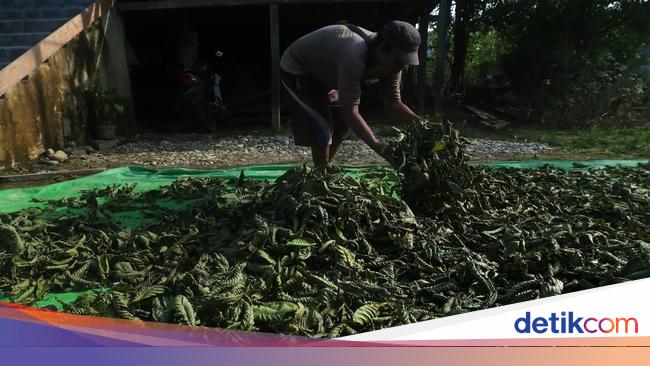 Kata Menteri Jokowi Hilirisasi Kratom Bisa Raup Rp 90 Juta/Kg
