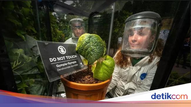 Ini Gympie-gympie, Tanaman Paling Beracun yang Juga Tumbuh di Indonesia