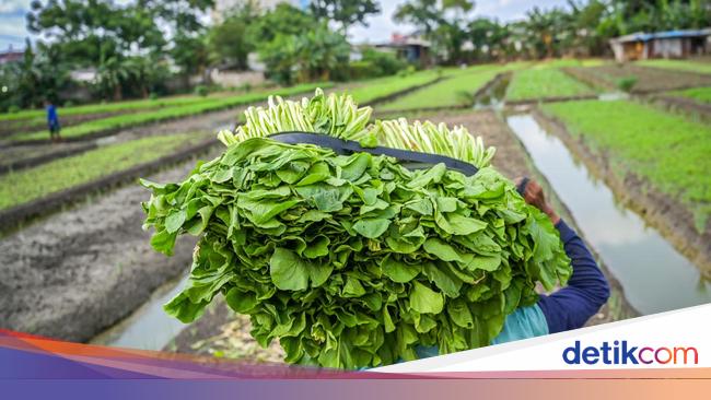Jaga Pasokan Pangan Kota, Petani di Jakarta Dapat Pupuk NPK & Urea