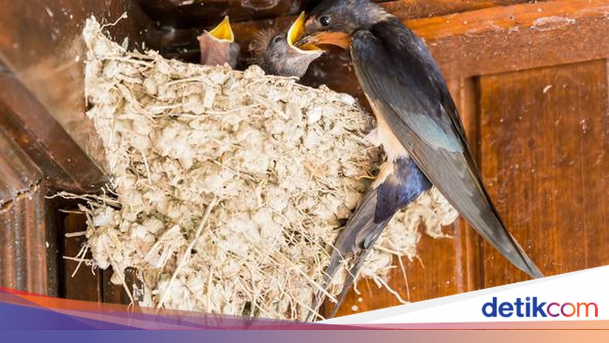 China Jadi Pasar Terbesar Sarang Walet RI, Ekspornya Tembus Rp 3 T