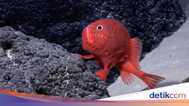 Ahli Temukan Lebih dari 100 Spesies Hewan Baru di Pegunungan Bawah Laut