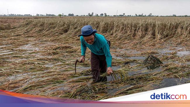 Perubahan Iklim Ancam Dunia Pangan Bisa Terjadi Kelaparan Global Pada 2050