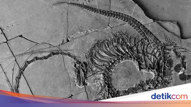 Scientists Uncover 240 Million Year Old Naga-Like Fossil in Triassic Period