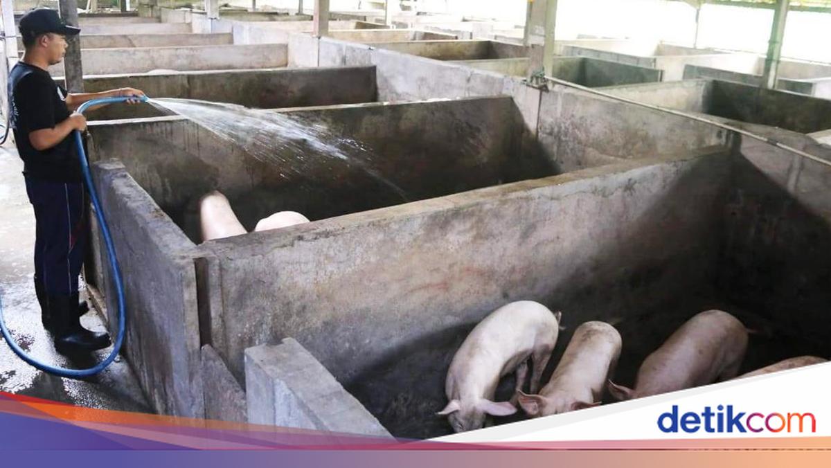 Stok Babi di Klungkung untuk Galungan-Kuningan Jauh dari Cukup