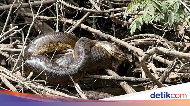 Awas, 3 Ular Raksasa Ini Bisa Mangsa Manusia