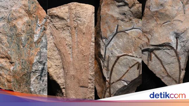 La plus ancienne forêt vieille de 390 millions d'années découverte en