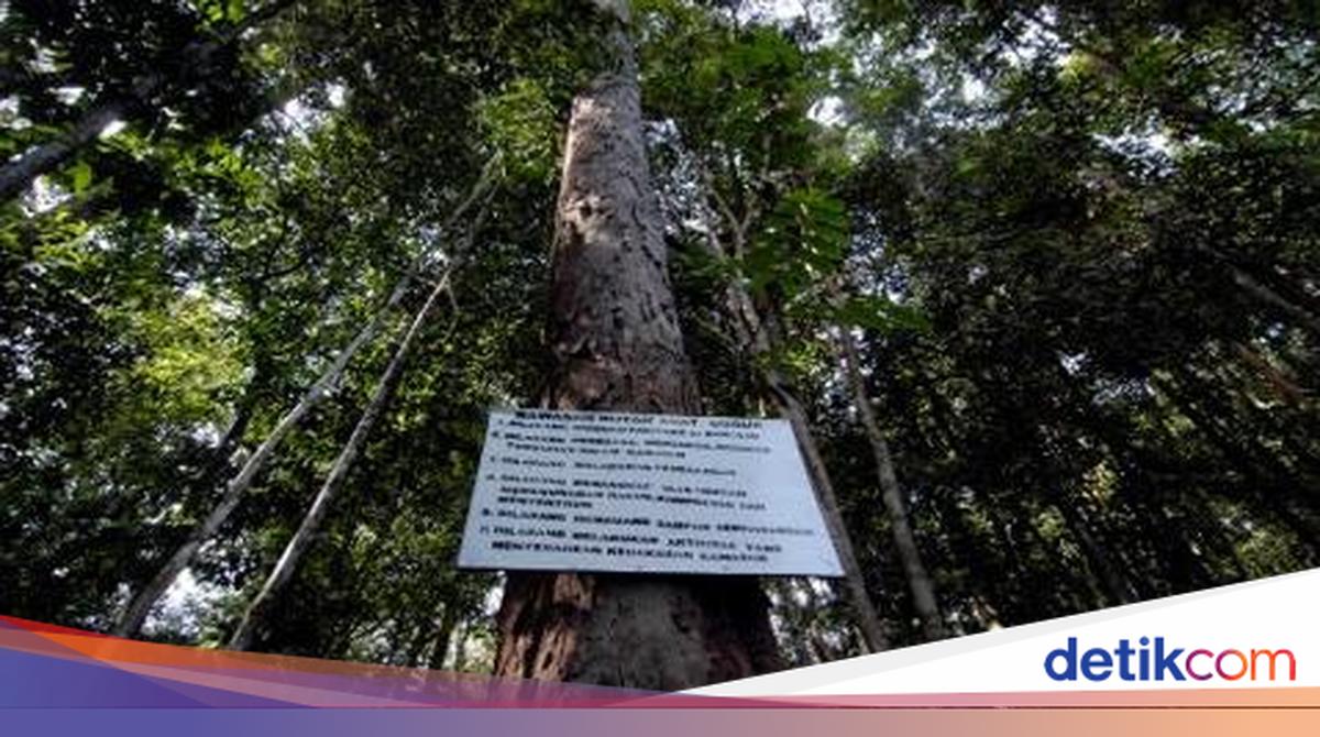 Menteri Iklim Norwegia Puji RI Akui 1,4 Juta Ha Hutan Adat: Transformatif