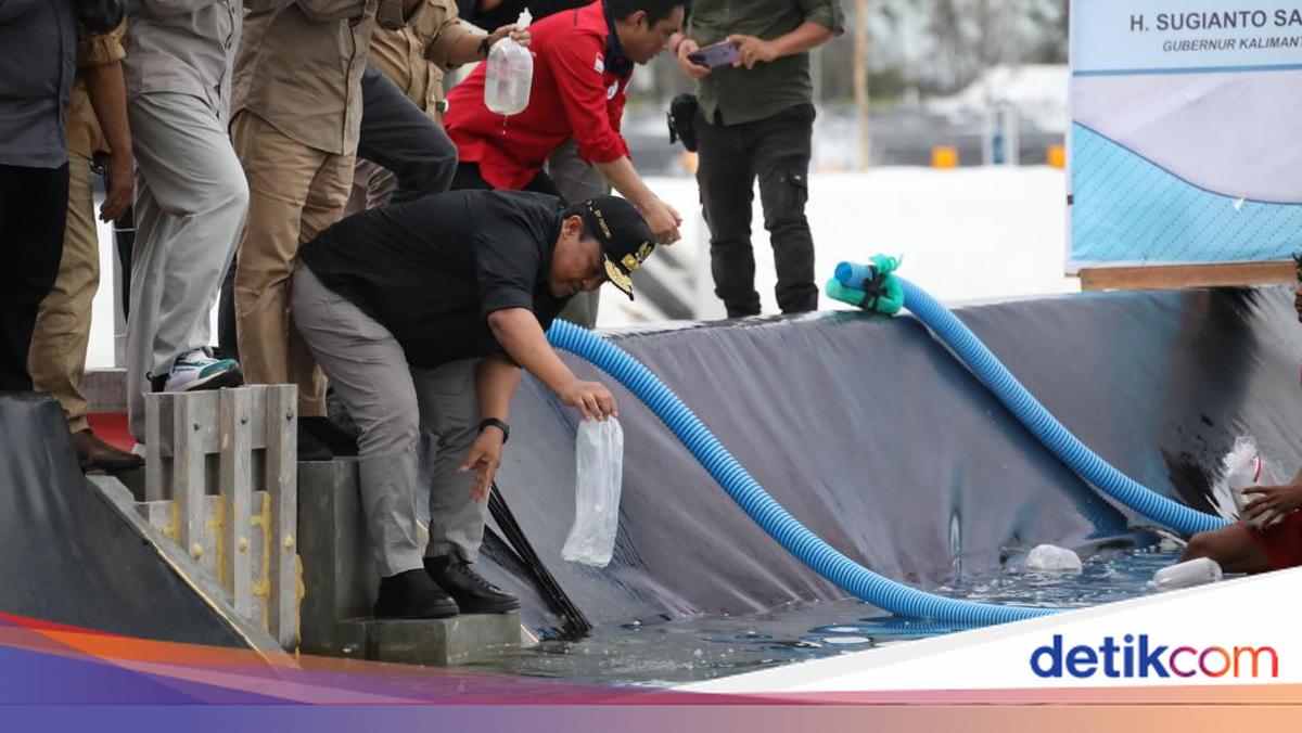 Wagub Kalteng Tebar Benur Udang Vaname Perdana di Shrimp Estate BERKAH