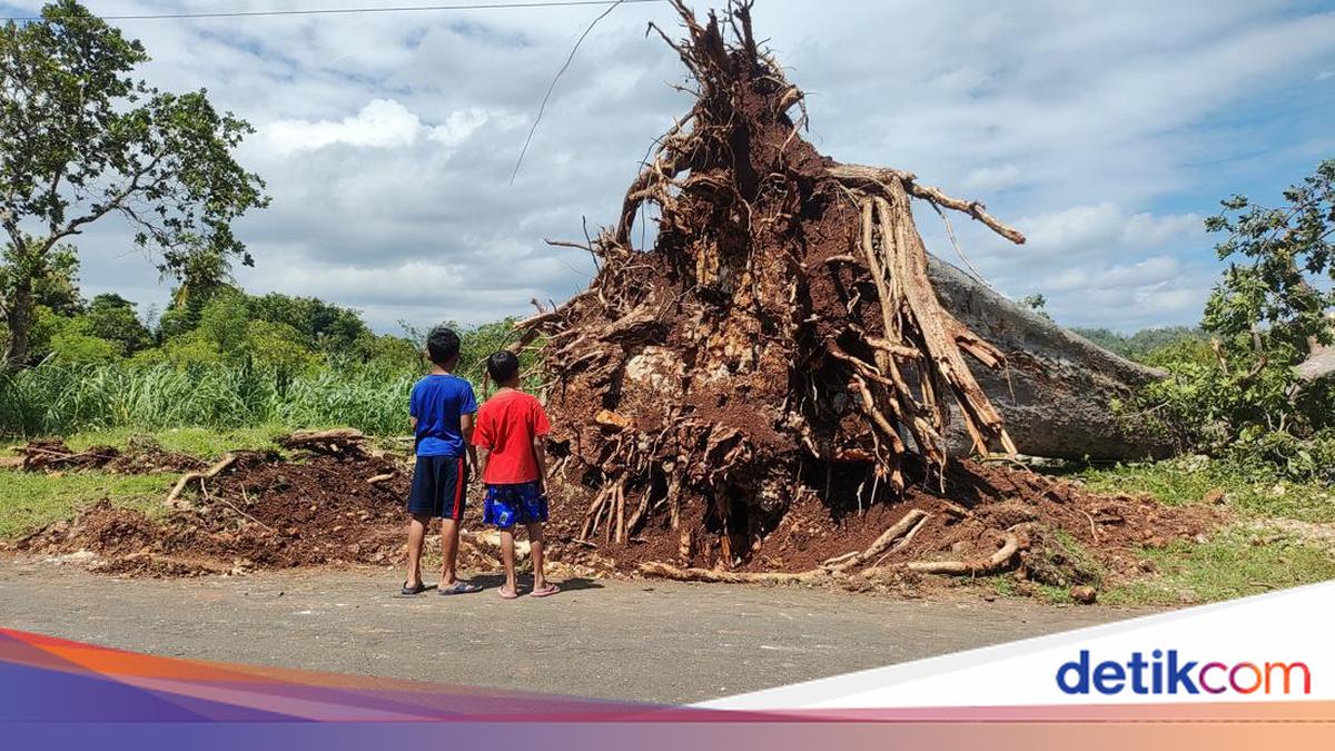 Pohon Randu Alas Umur Ratusan Tahun di Semanu Gunungkidul Tumbang