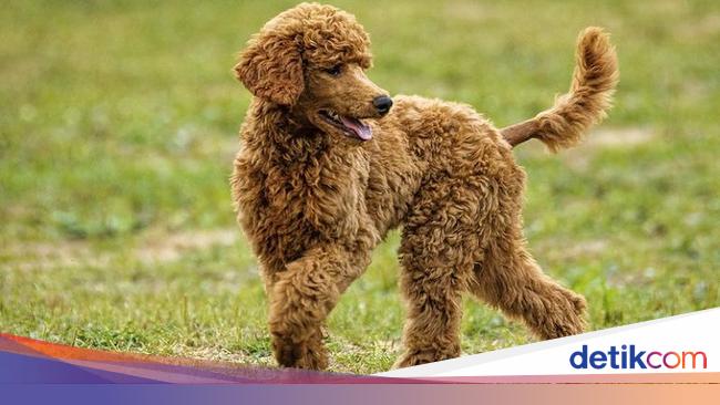 Anjing store toy poodle