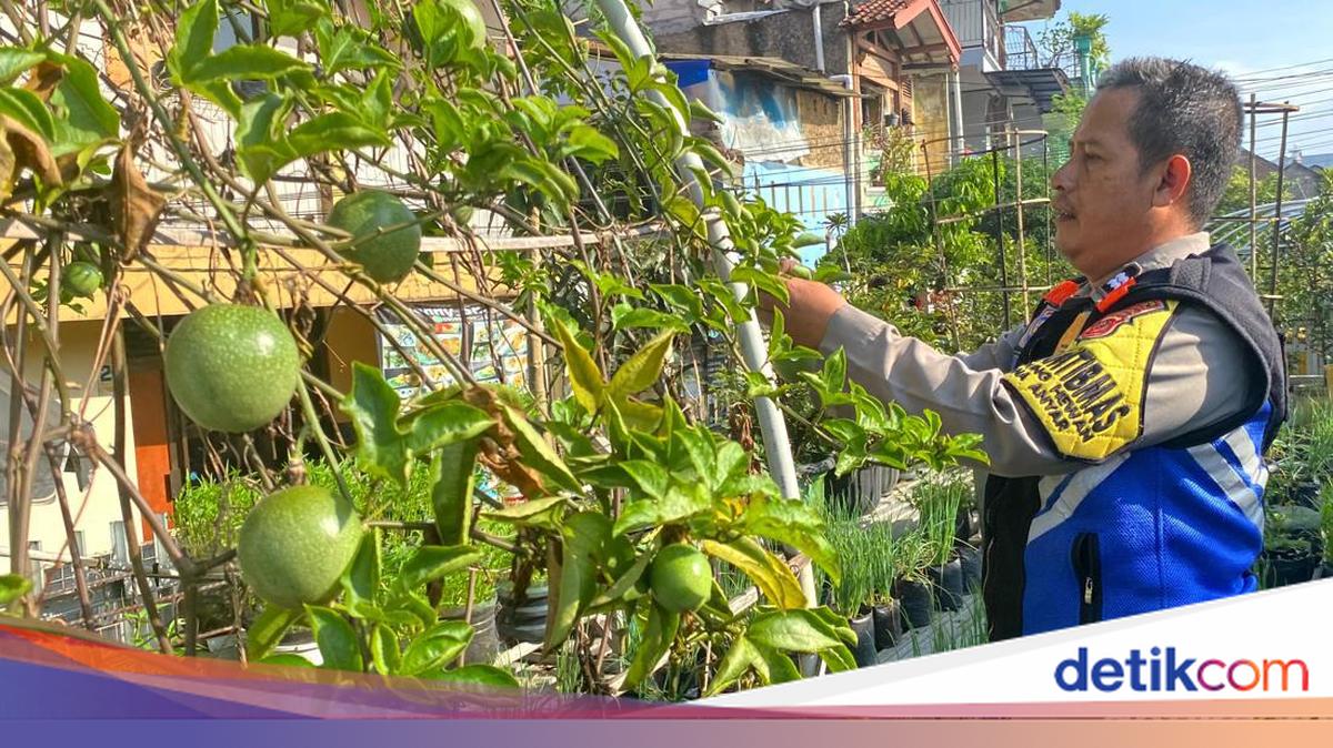 Kisah 'Pak Babin' Sulap DAS Cilimus Jadi Asri Lewat Urban Farming
