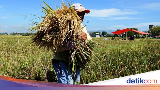 Produksi Beras hingga Juni Diramal Tembus 18,76 Juta Ton