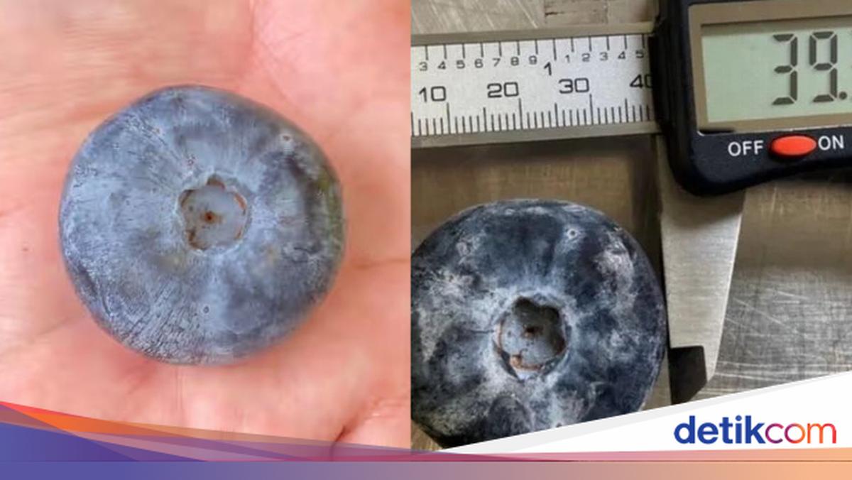 Wow! Blueberi Terbesar di Dunia Ukurannya Sebesar Bola Golf
