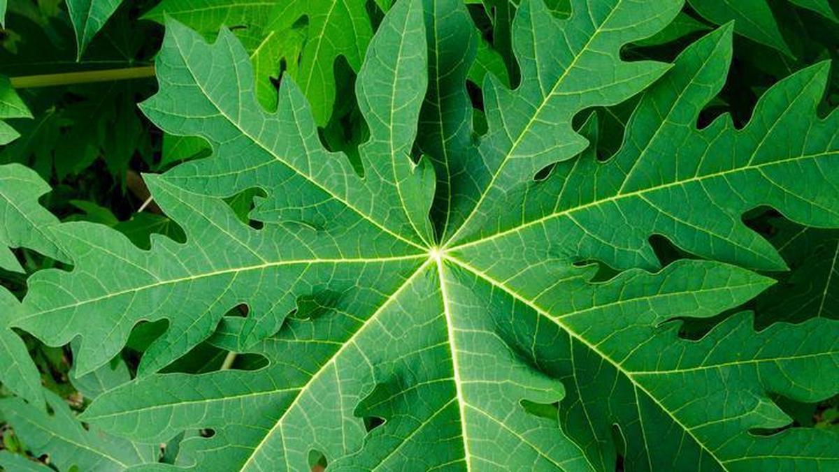 7 Manfaat Daun Pepaya, Salah Satunya Menyehatkan Pencernaan