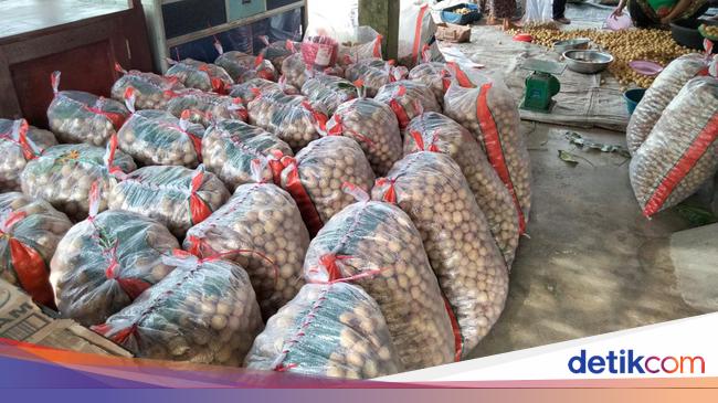 Merosotnya Harga Duku di Akhir Musim, Cuma Rp 1.500 Per Kg