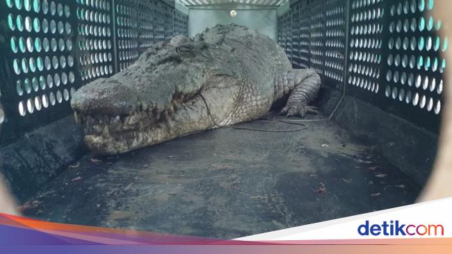 4 Meter Crocodile Terrorizing Queensland Captured by Wildlife Officers