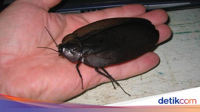 Mengenal Beberapa Spesies Kecoa Raksasa di Dunia