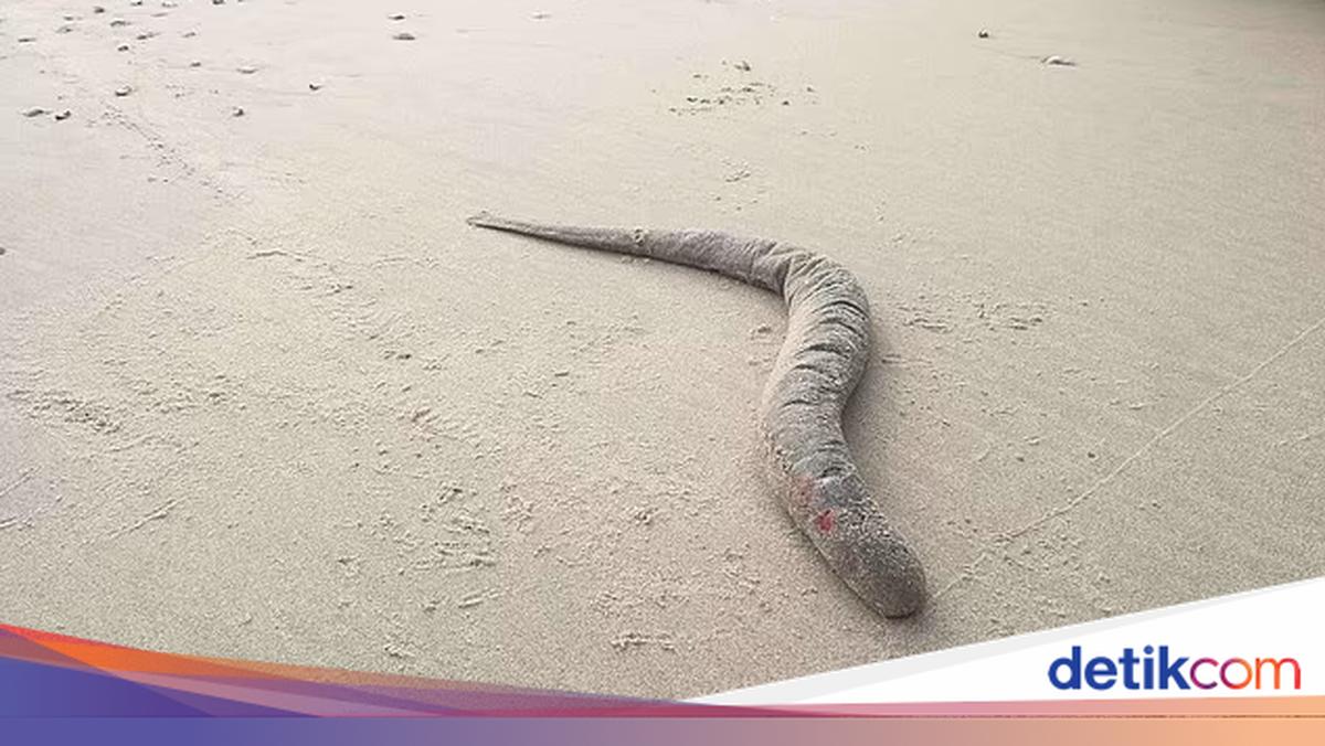 Belut Raksasa Penghisap Darah Terdampar di Tepi Laut