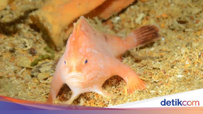 Rare Pink Handfish Spotted at SS Tasman Wreck Site: Divers’ Exciting Encounter