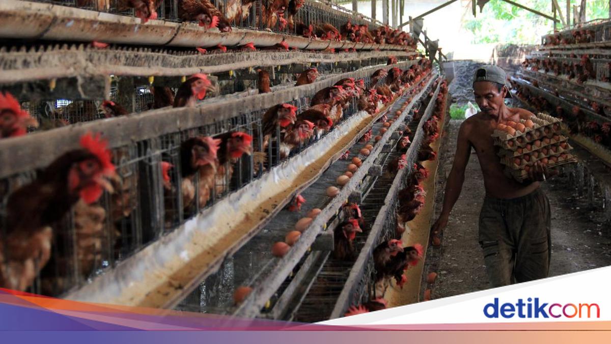 UMKM Tepung Telur Didorong Naik Kelas, Kurangi Ketergantungan Impor