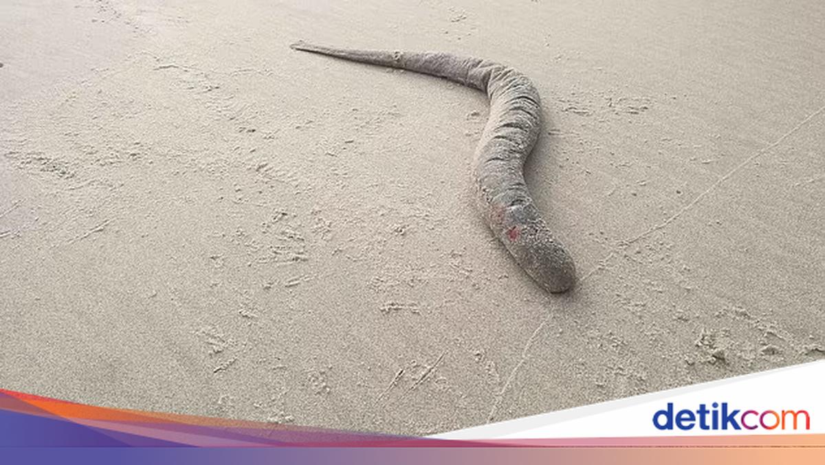 Monster Sandworm di Film Dune Sungguh Ada di Dunia Nyata