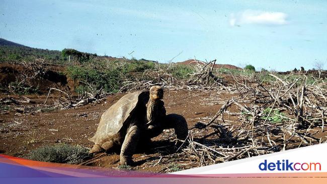 Kisah George Kura Kura Raksasa Kesepian Yang Hidup Sampai Umur 100 Tahun