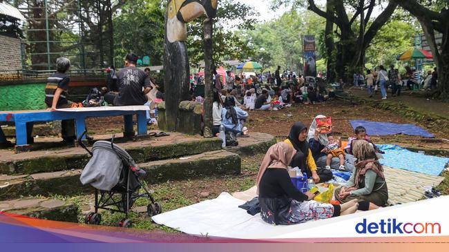 Musim Hujan, Pengelola Ragunan Pangkas Pohon Cegah Dahan Jatuh Timpa Warga