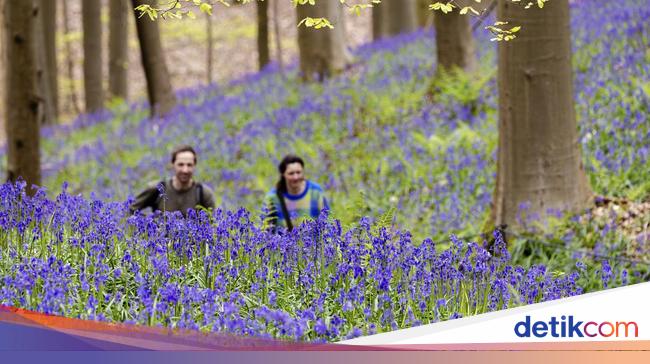 Terpesona Hamparan Bunga Bluebell di Hutan Belgia