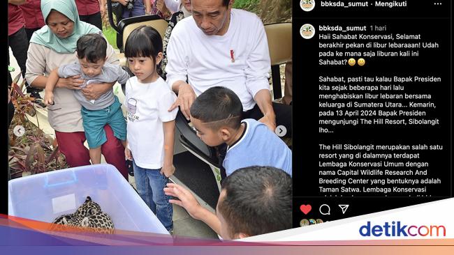 On vacation in Medan, Jokowi invites his grandchildren to see baby jaguar