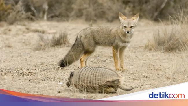 Rubah Pernah Jadi Sahabat Terbaik Manusia, Sebelum Anjing