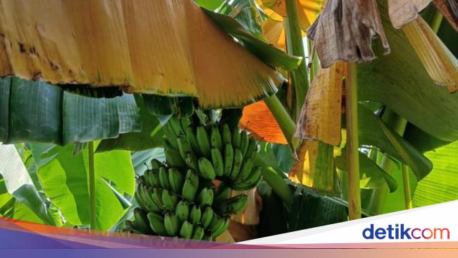 444 Banana Groves Attacked by Wilt Disease in Sikka Regency, NTT – Agriculture Service Takes Action