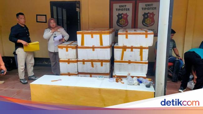 Polisi Gagalkan Penyelundupan 148 455 Benih Lobster Ke Singapura